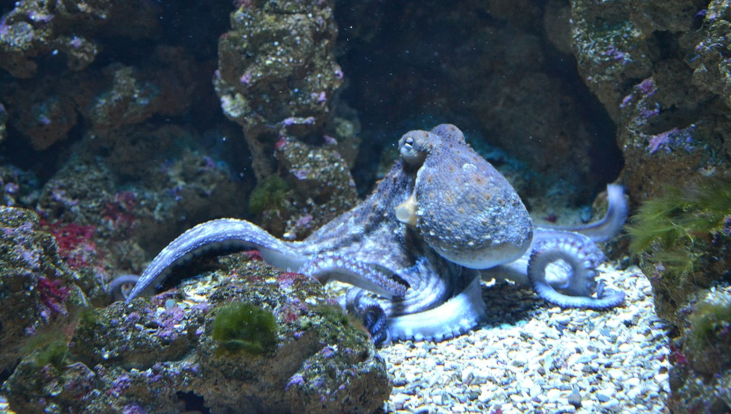Ученые выяснили, что осьминоги избивают рыб