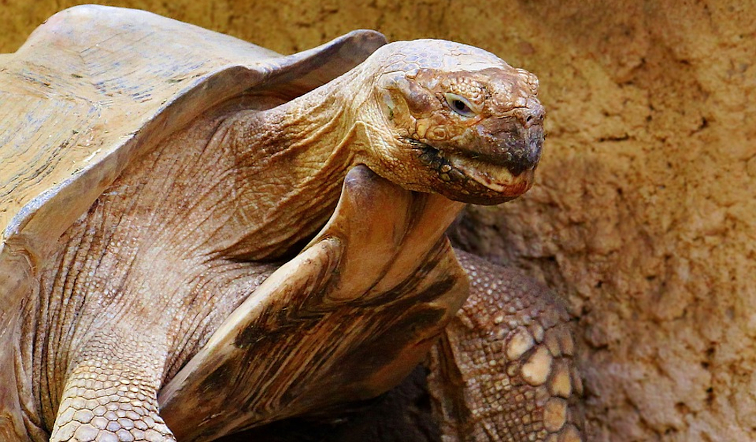 Благодаря одному самцу гигантской черепахи спасен целый вид
