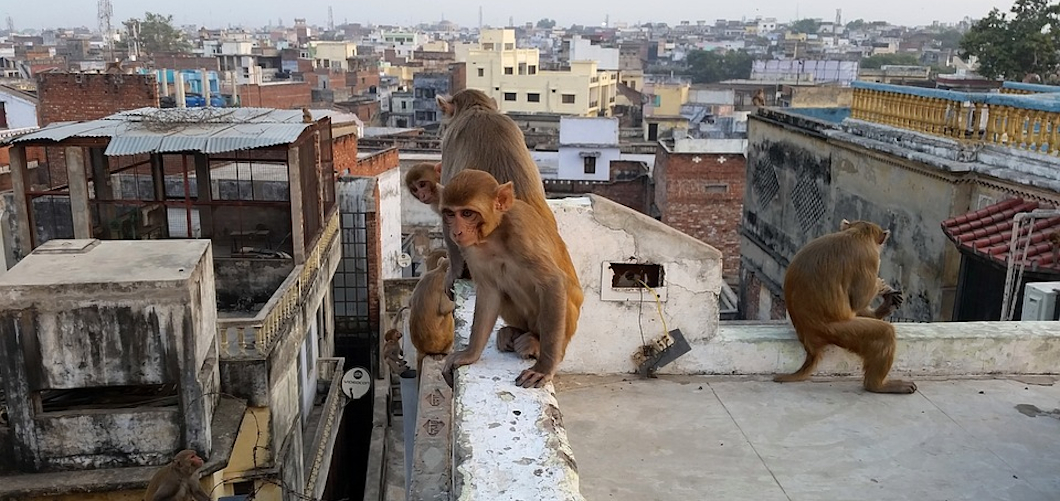 Из лаборатории в Индии обезьяны украли образцы крови с Covid-19