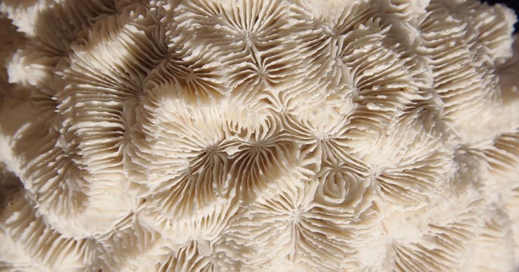 В США начали печать кораллы на 3D-принтере
